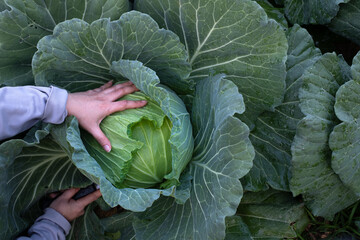 Closeup of female hands that harvest a green fresh cabbage maturing heads growing in the farm field