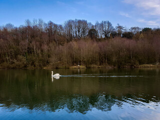 Swan swimming across lake