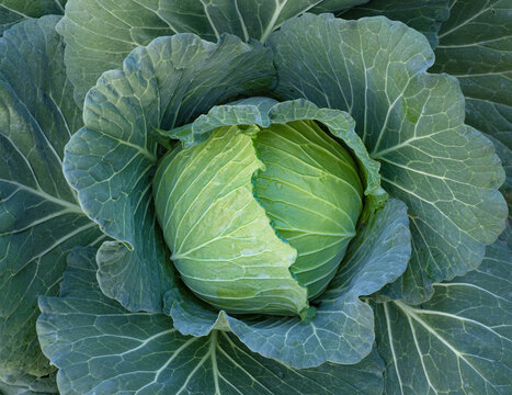 Close up green fresh cabbage maturing heads growing in the farm field