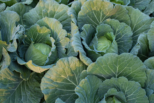 Green fresh cabbage maturing heads growing in the farm field