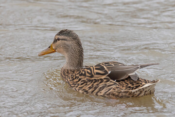 stockente schwimmt in fluss