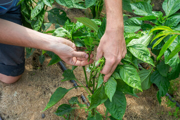 Millennials harvesting vegetables in an urban communal garden,  fresh vegetables from the rooftop greenhouse garden and planning harvest season.