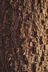 Tree trunk surface. Abstract wood material background. Tree bark texture
