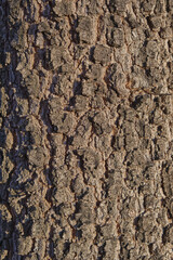 Tree trunk surface. Abstract wood material background. Tree bark texture