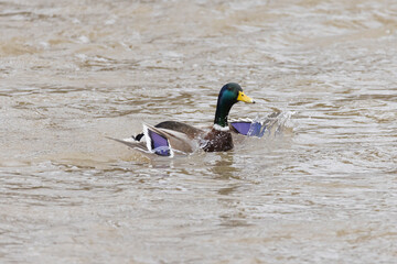 stockente schlägt mit den flügeln ins wasser und will wegfliegen