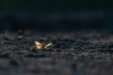 Butterfly taking off