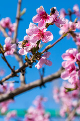 Peach blossom on the tree. closeup of peach pink flowers in bloom isolated against blue sky background with copy space. delicate pink flower on a branch against the blue sky