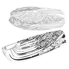 Hand drawn Chinese cabbage set. Chinese salad set. Peking cabbage set. Whole and quarter Chinese cabbage. Hand drawn vegetables. Fresh organic and healthy, vegetarian food. Vector illustration