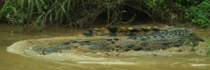 Saltwater crocodile of the Kinabatangan