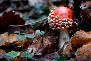 Red toadstool in the autumn forest.Photo with green trefoil.