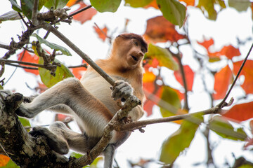 A female proboscis monkey in Bako National Park on Borneo, Malaysia