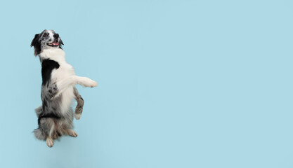 Border collie trick. Dog sitting on hind legs begging behaviour. Isolated on blue background.