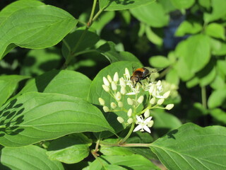 ladybird on a flower