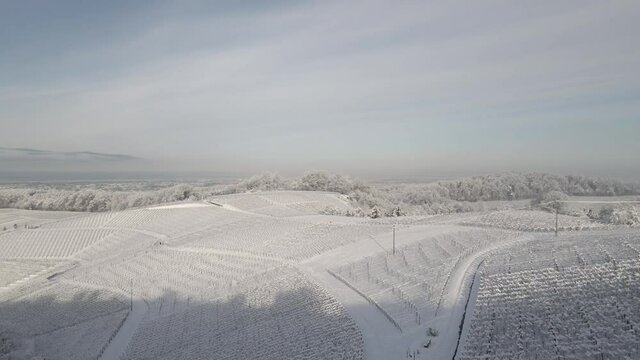 Bare Tree With Vineyard Plantation In The Background Covered With Snow At Winter In Zell-Weierbach, Offenburg, Germany. - aerial