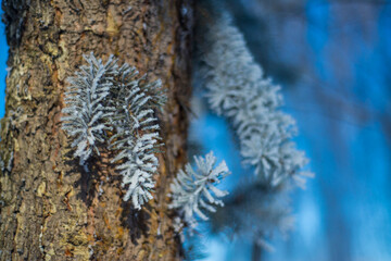Winter. White. Snow. Cold. Ice. Blue sky. Postcard. 48