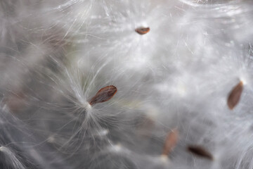 Macro of delicate whispy Yellow Butterfly Weed seed ods