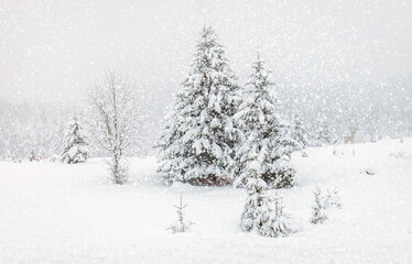 The snowstorm of the winter season in the mountains, Bosnia