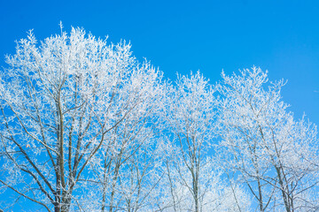 Winter. White. Snow. Cold. Ice. Blue sky. Postcard. 21