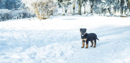 Winter. White. Snow. Cold. Ice. Dog. Puppy. Blue sky. Postcard. 12