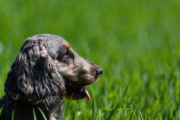 show cocker spaniel 