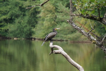 Ein Closeup von Herrn Reiher