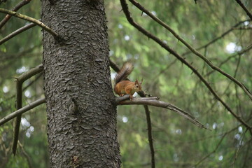 squirrel on a tree