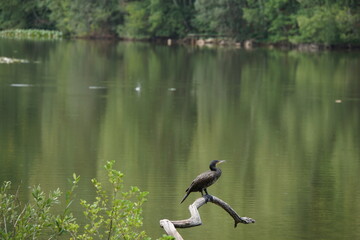 Reiher am See in Homburg