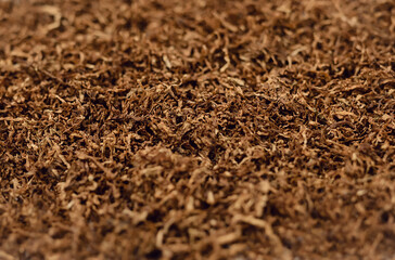 Texture of dry tobacco with blurred. High quality dry cut tobacco big leaf