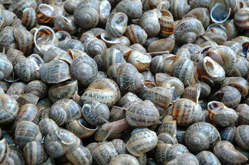 Garden snails on a food market