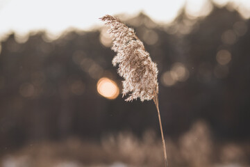 lake shore at sunset on winter evening