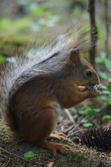 squirrel eating nut