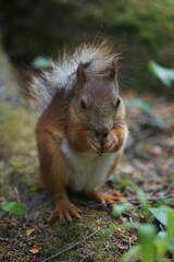 squirrel in the park