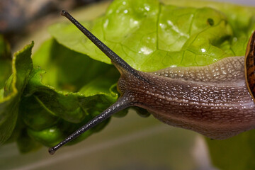 Common garden snail crawling on green moss outdoors, closeup