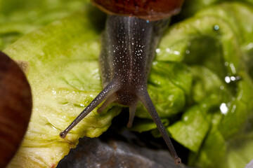 Common garden snail crawling on green moss outdoors, closeup