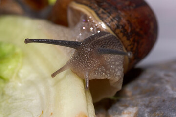Common garden snail crawling on green moss outdoors, closeup