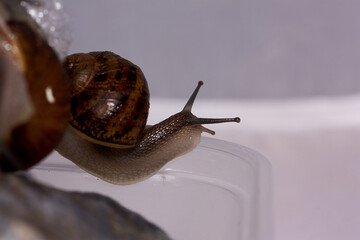 Common garden snail crawling on green moss outdoors, closeup