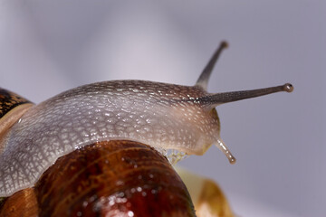 Common garden snail crawling on green moss outdoors, closeup