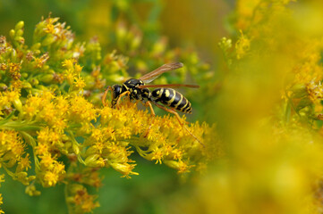 Wespe auf einer Goldrutenblüte