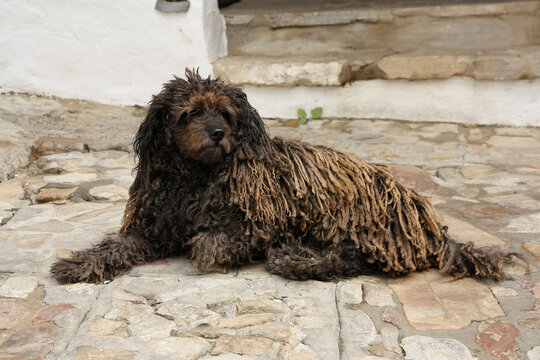 rasta dog portrait