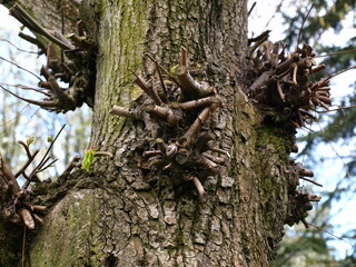 Gałęzie drzewa © Jacek