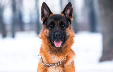 portrait of shepherd dog in winter in the park
