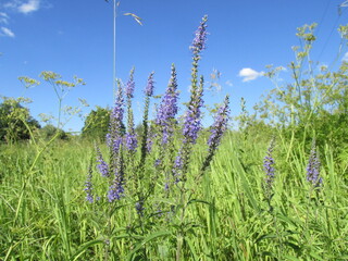 lavender field and sky