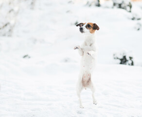 Jack Russell terrier dog standig on its hind legs in winter forest. 