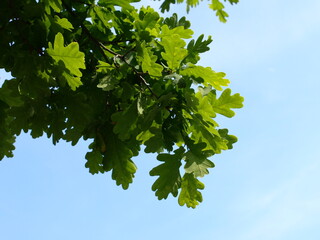 Gałęzie dębu © Jacek