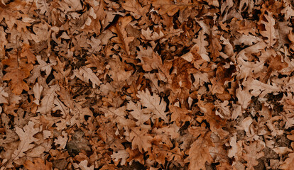 abstract beautiful neutral background autumn orange dry fallen leaves of oak and trees. blank template, letterhead, for text and advertising