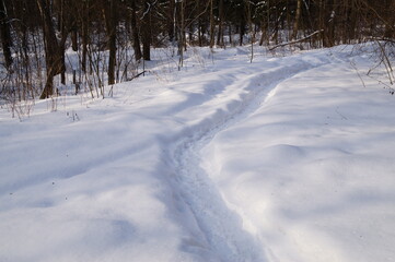 a path in the snow-covered forest