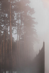 foggy forest behind a black wrought-iron fence