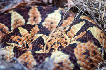 serpiente vivora mexicana