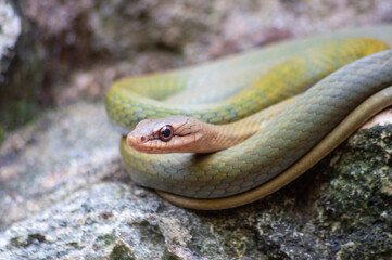 serpiente vivora mexicana