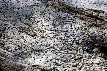 An old withered dead tree that has fallen into the sea. The trunk of the plant is worn out by sea molluscs.